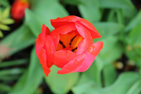 Vysoký úhel pohled červený Tulipán — Stock fotografie