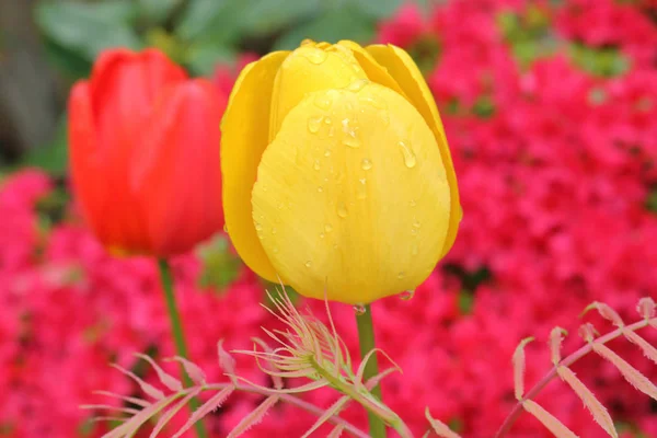 Jediný jasně žlutý Tulipán — Stock fotografie