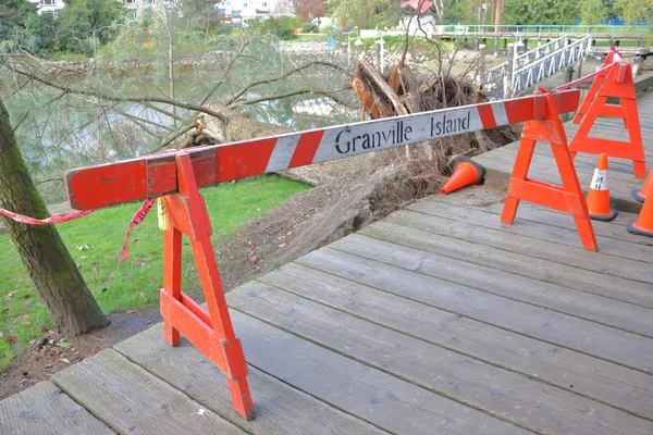 Umgestürzter Baum im öffentlichen Raum — Stockfoto