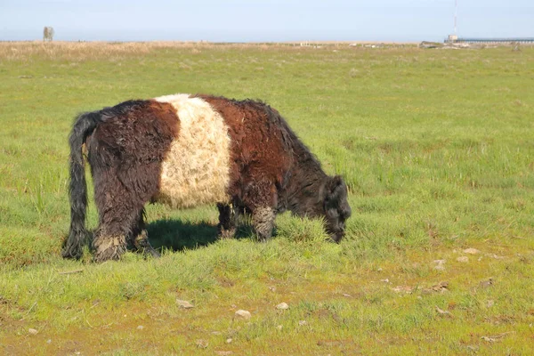 Mulher escocesa Belted Galloway — Fotografia de Stock