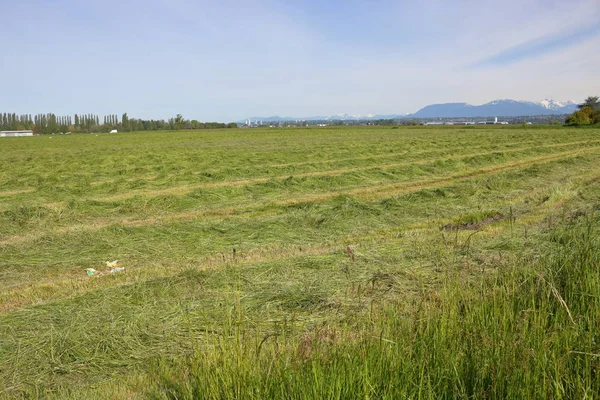 Acri di fieno appena tagliato — Foto Stock