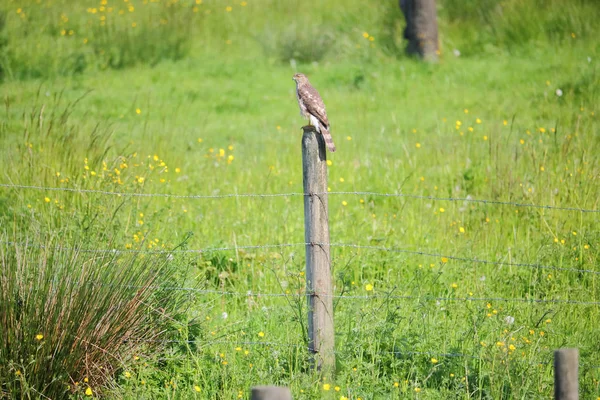 Aves depredadoras en el entorno rural — Foto de Stock
