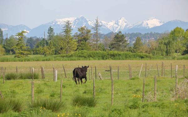 Fazenda de gado de montanha — Fotografia de Stock
