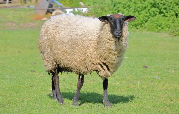 La oveja adulta en el pasto — Foto de Stock