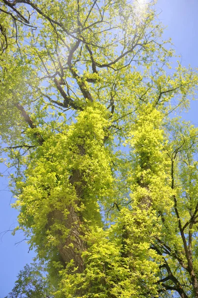 Vinhas invasoras matando Elm Tree — Fotografia de Stock