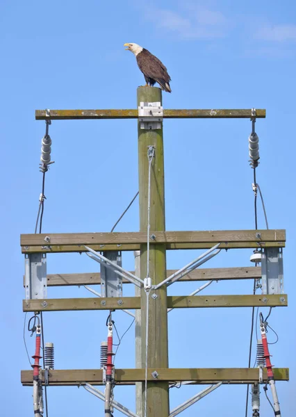 Águila calva americana que establece territorio — Foto de Stock