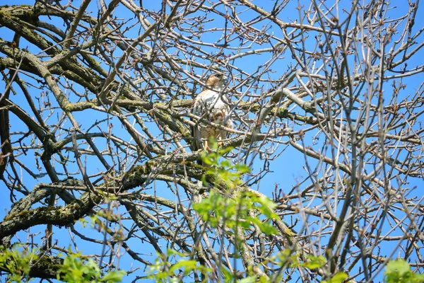 在树上的守望鹰 — 图库照片