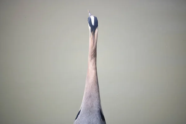 Modrá Heron zadní profil — Stock fotografie