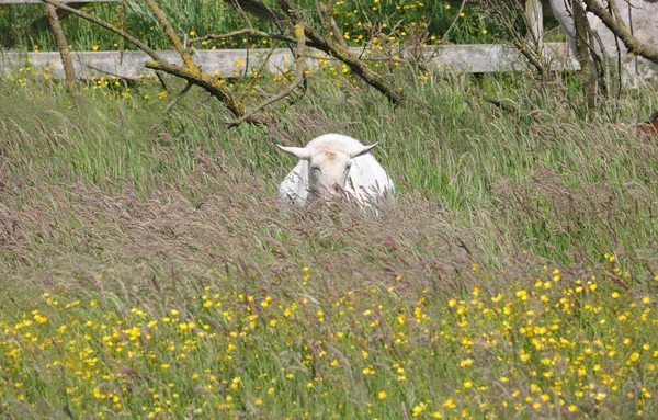 Koza v travnaté hřiště — Stock fotografie