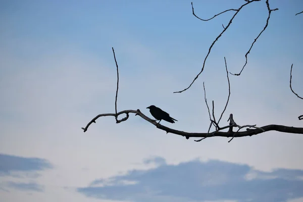 Siluet siyah kuş ve çıplak ağaca — Stok fotoğraf