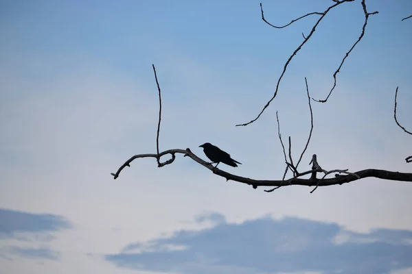 Silhouette di merlo e albero nudo — Foto Stock