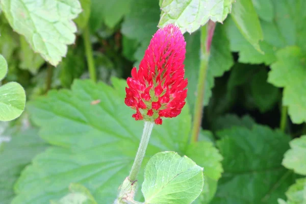 Bright Red Wild Flower — Stock Photo, Image
