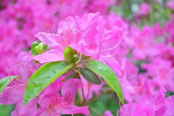 부드러운 보라색 클레 마티스 꽃 — 스톡 사진