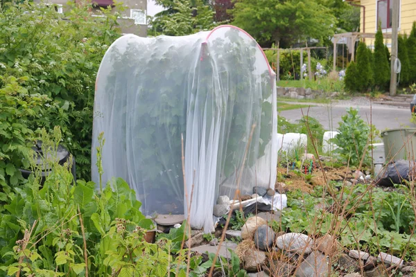 Lightweight Protection for Garden Plants — Stock Photo, Image