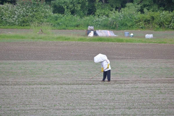 Asiático trabalhador de campo vestindo um chapéu cônico — Fotografia de Stock