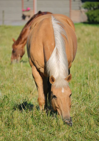 牧草地で馬の放牧 — ストック写真