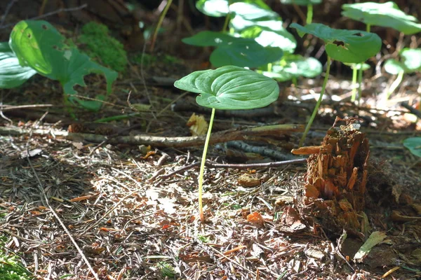 Pequena planta no solo florestal — Fotografia de Stock