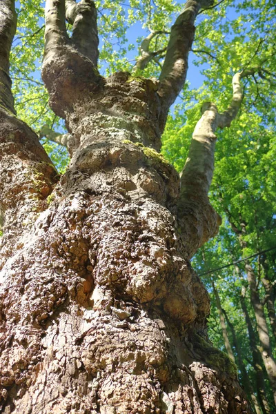 Árvore velha Beechwood — Fotografia de Stock
