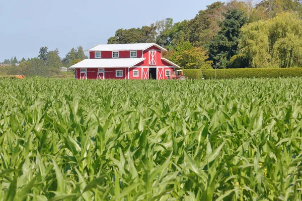 Modern Red Barn and Cornfield — Stock Photo, Image