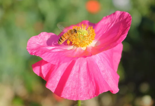 WASP opyluje růžové divoká květina — Stock fotografie