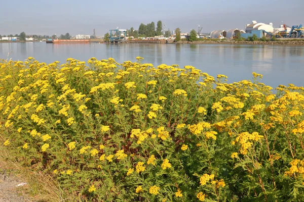 Paksu keltainen Ragweed — kuvapankkivalokuva