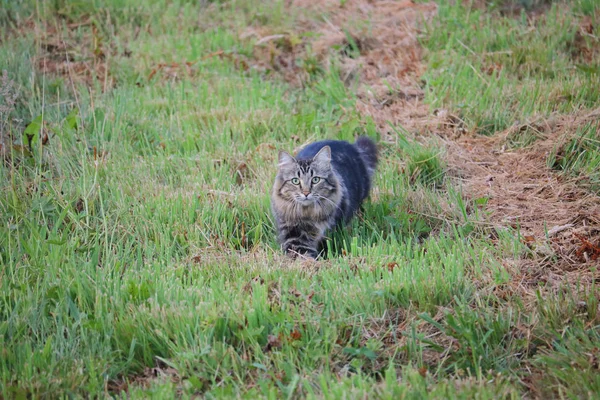 Tabby-Stalking im Feld — Stockfoto