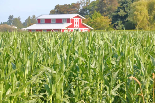 Letní kukuřičném a červená stodola — Stock fotografie
