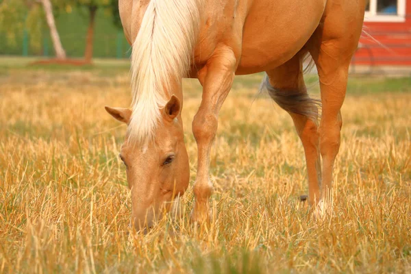 Cerca de Stallion Grazing — Foto de Stock
