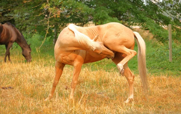 Własny oporzšdzanie konia ogiera — Zdjęcie stockowe