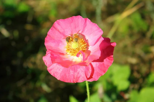 2 つのハチが花を受粉 — ストック写真