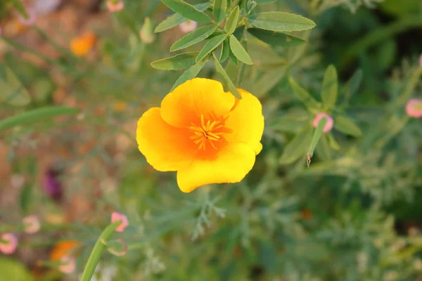 Pequeña flor silvestre amarilla delicada —  Fotos de Stock