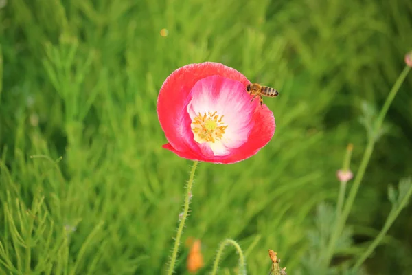 WASP do květin — Stock fotografie