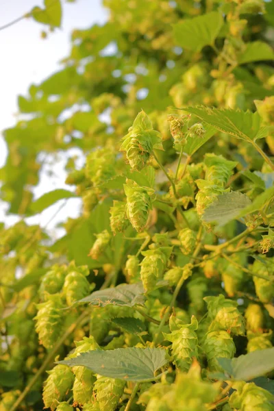 Hopfenpflanzenblüten — Stockfoto