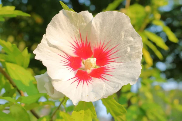 Відмінною Wildflower маркування — стокове фото