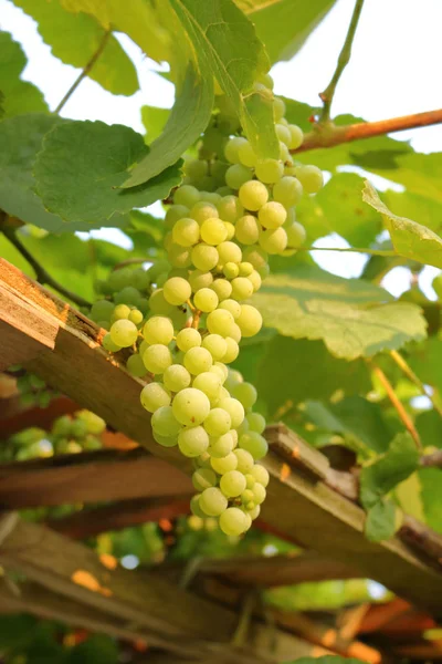 Canadese groene druiven op Vine — Stockfoto