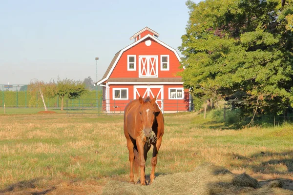 Pferd und Stall — Stockfoto