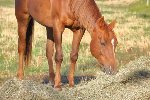 Alimentación de caballos con heno — Foto de Stock