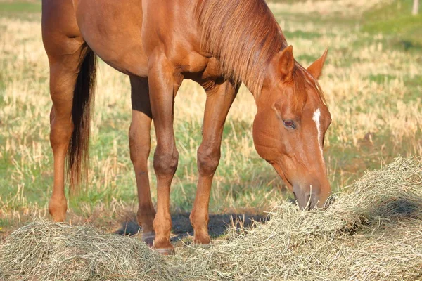 Hay besleme at — Stok fotoğraf