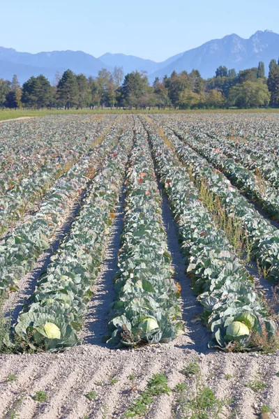 Cabbage Bumper Crop — Stock Photo, Image