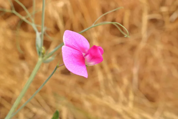 小さなピンクの野生花 — ストック写真
