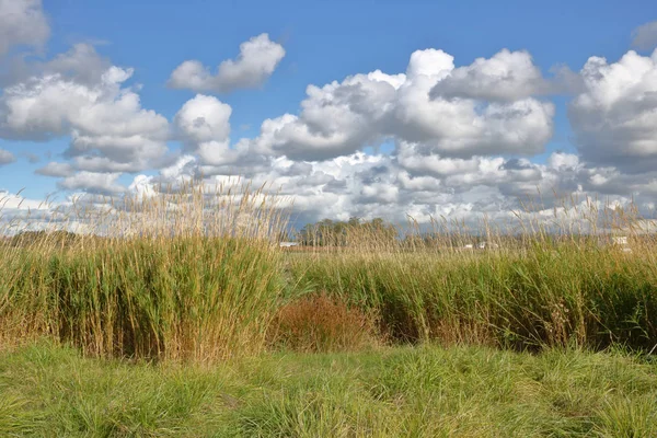 Травянистое поле и кучевые облака — стоковое фото