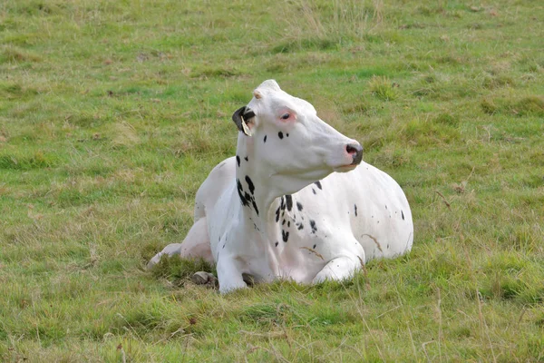 Branco Adulto Hereford Vaca leiteira — Fotografia de Stock
