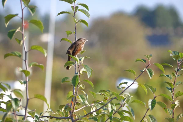 Brown English Sparrow — Stock Photo, Image