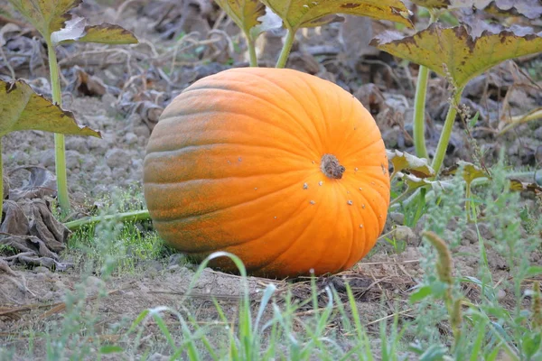 Large Ripening Pumpkin — Stock Photo, Image