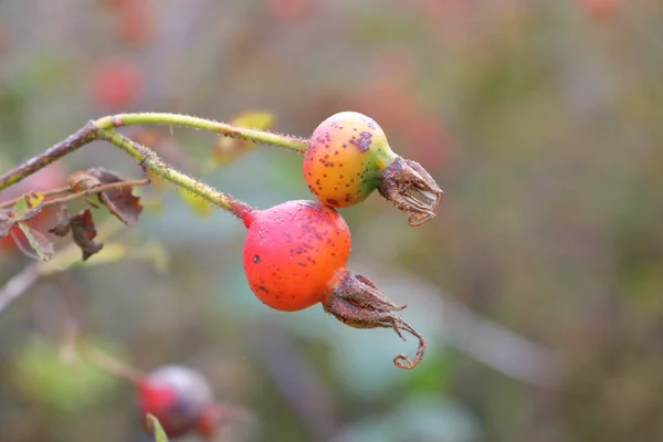 Sécheresse et baies sauvages — Photo