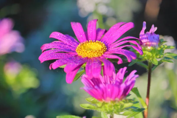 Fialový Wildflower a kapkami Rosy — Stock fotografie