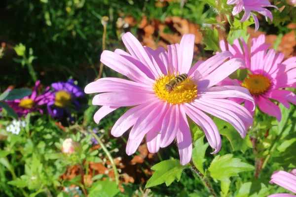 ハチ Pollinates 紫ワイルドフラワー — ストック写真