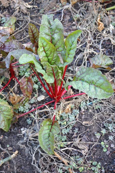 Cukorrépa növény a kertben bontó — Stock Fotó