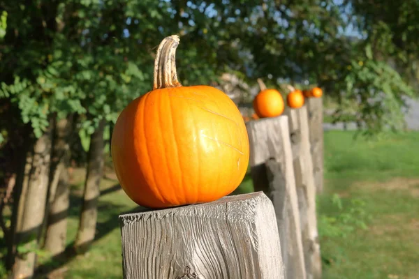 Small Pumpkins on Fence Posts — Stock Photo, Image