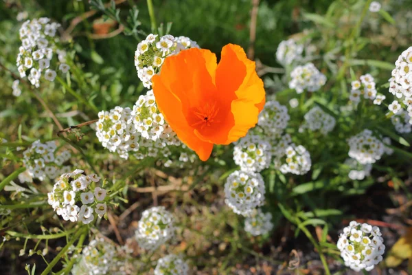 Orange Pansy and Japanese Viburnum — Stock Photo, Image